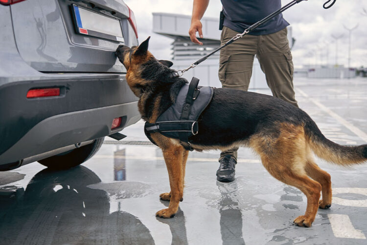 tampa-criminal-defense-attorney-drug-dog-search.jpg tampa-criminal-defense-attorney-drug-dog-search.jpg
